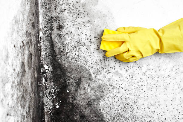 Best Mold Remediation Experts  in Lisbon, OH