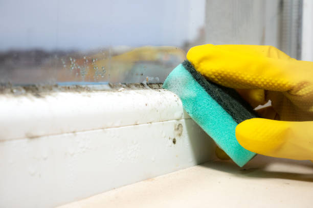 Best Residential Mold Removal  in Lisbon, OH