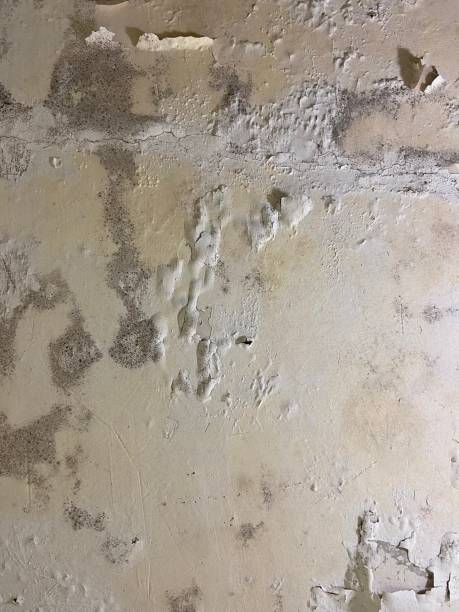 Best Crawl Space Mold Removal  in Lisbon, OH