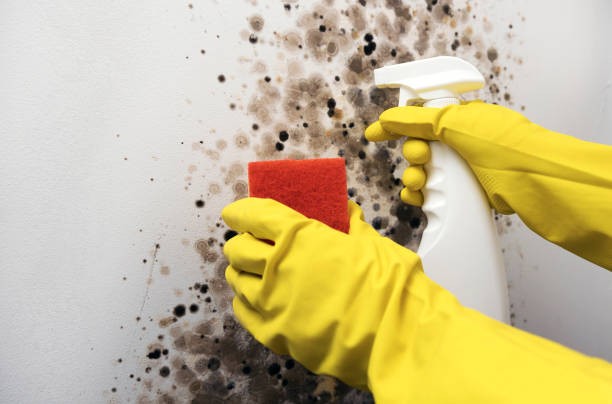 Trusted Lisbon, OH Mold Removal Experts